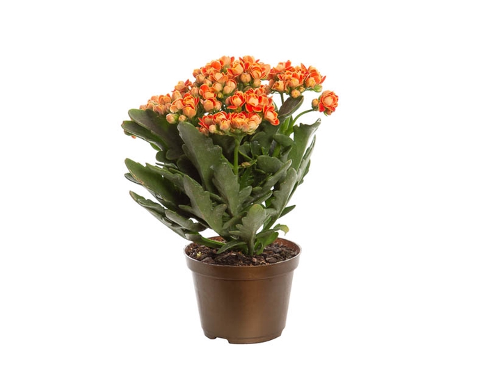 KALANCHOE DOBRADO P11 BICOLOR LARANJA
