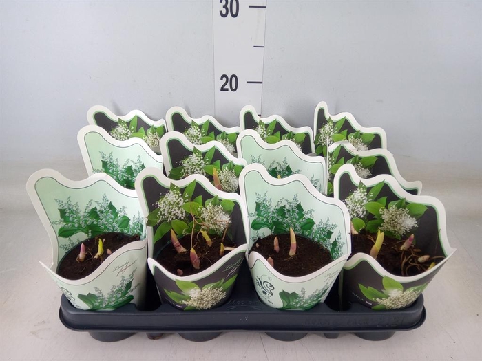 <h4>Convallaria majalis</h4>