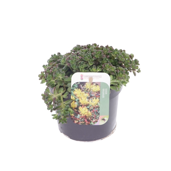 <h4>Sedum oreganum</h4>