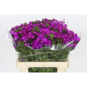 Dianthus Br Amazon Neon Purple