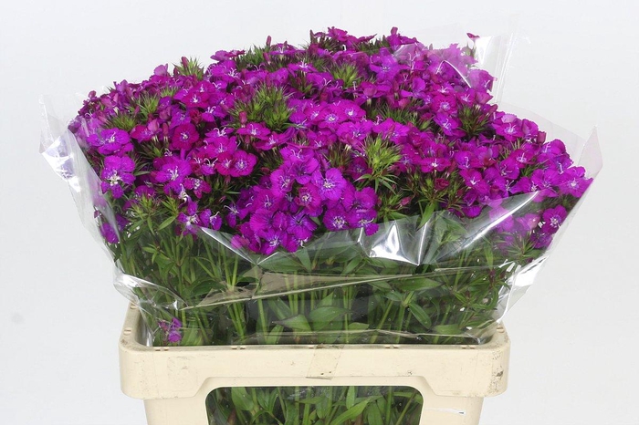 <h4>Dianthus Br Amazon Neon Purple</h4>