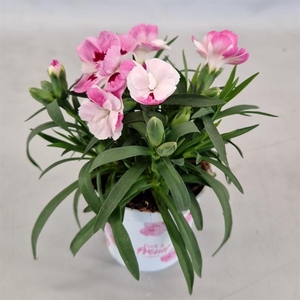 DIANTHUS MINI PINK AND PROUD P7