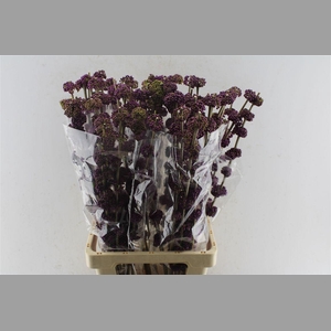 Callicarpa Giraldii
