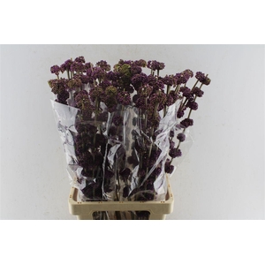 Callicarpa Giraldii