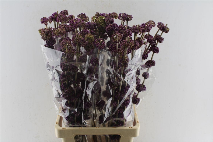 <h4>Callicarpa Giraldii</h4>