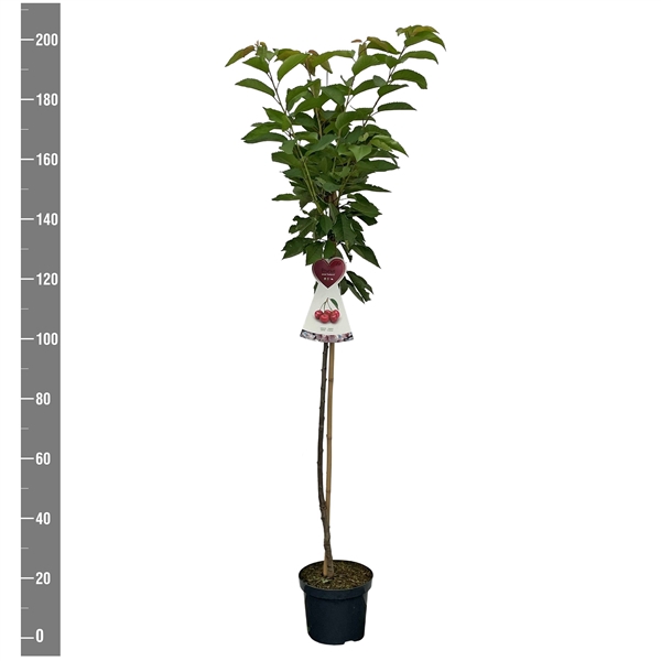 <h4>Prunus a. Sunburst halfstam</h4>