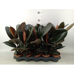 Ficus elastica 'Abidjan'