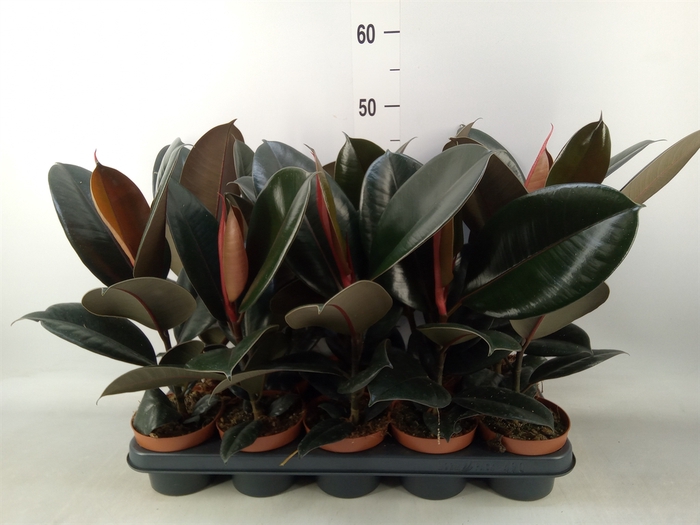 <h4>Ficus elastica 'Abidjan'</h4>