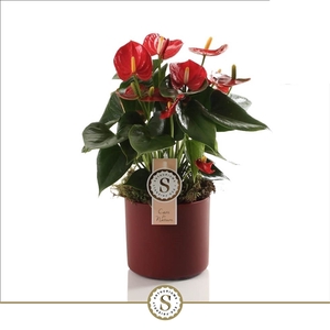 Bari Keramiek Red - Red Champion 12cm