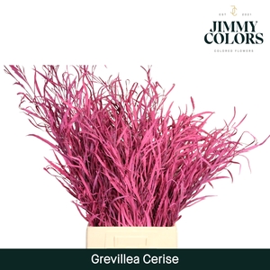 Grevillea (bunch) Cerise