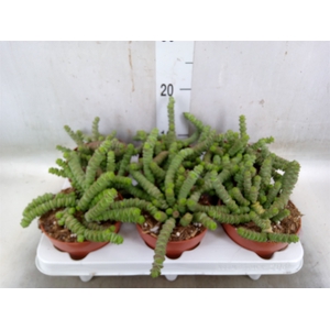 Crassula marnieriana