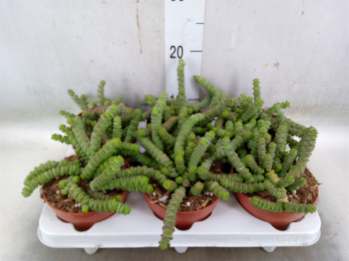 <h4>Crassula marnieriana</h4>