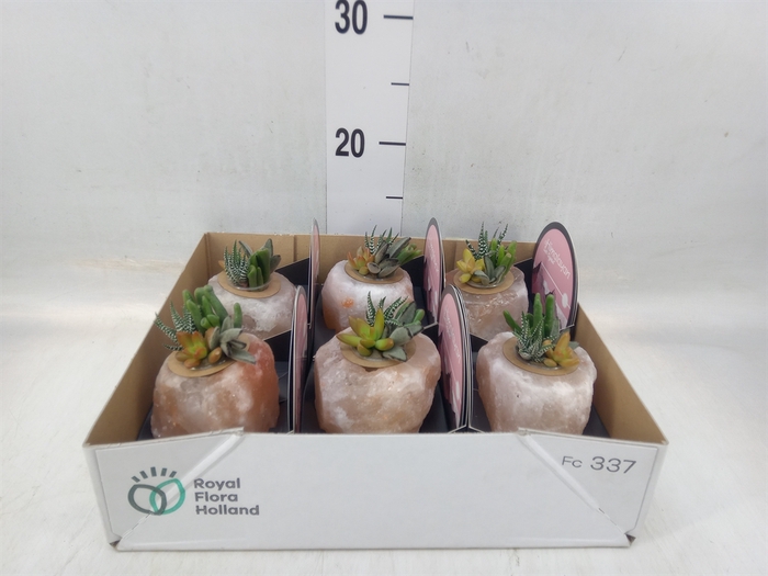 <h4>Arr.  Succulents L%</h4>