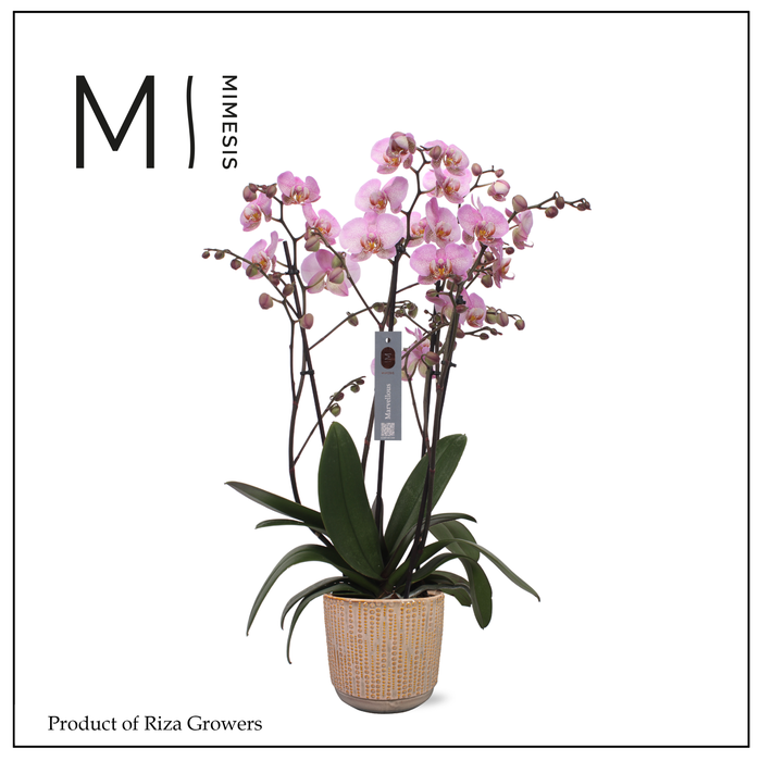 <h4>Phalaenopsis Marvellous Pink Special 50+ – 17cm in Cille Old Pink | Mimesis</h4>