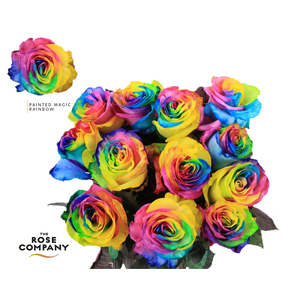 Rosa Ec Painted Magic Rainbow