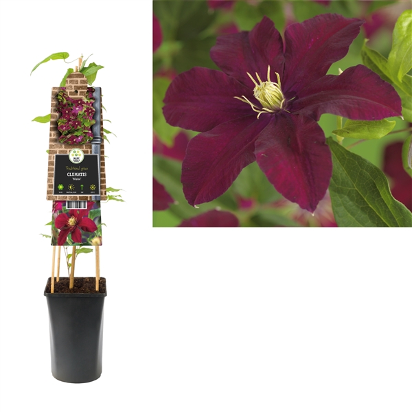 <h4>Clematis 'Niobe' +3.0 label</h4>