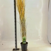 Panicum virgatum