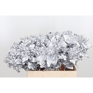 Hypericum Kl Bh Zilver