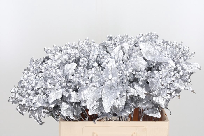 <h4>Hypericum Kl Bh Zilver</h4>