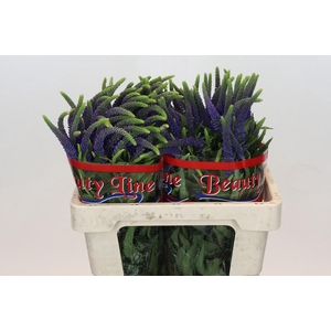 Veronica Skyler Blue