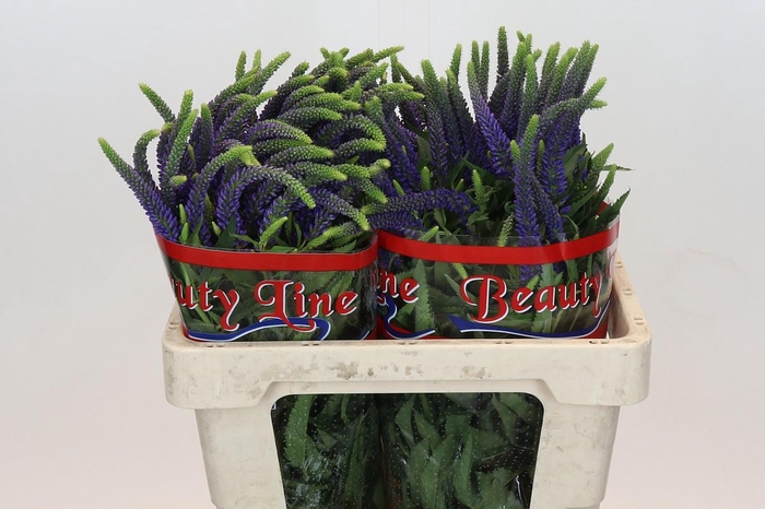 <h4>Veronica Skyler Blue</h4>