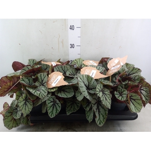 Begonia BD 'MagicColours Fedor'
