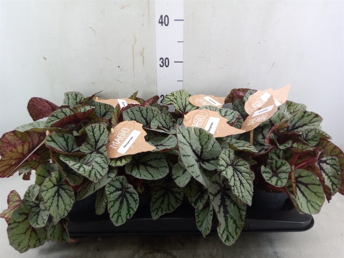 <h4>Begonia BD 'MagicColours Fedor'</h4>