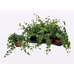 Hedera Helix Wonder