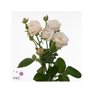 Rosa spray bombastic
