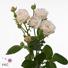 <h4>Rosa spray bombastic</h4>