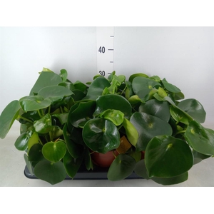 Peperomia polybotrya 'Raindrop'