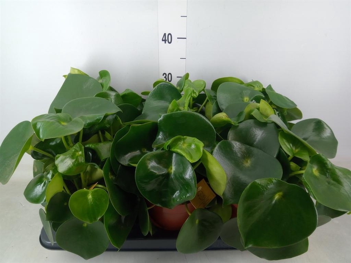 <h4>Peperomia polybotrya 'Raindrop'</h4>