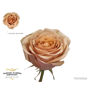 Rosa Premium Golden Mustard