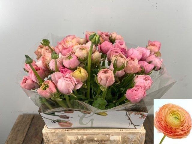 <h4>RAN EL PASTEL</h4>