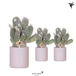 Kolibri Greens Opuntia white in Pastel pot pink