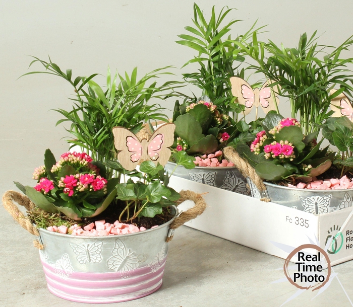 <h4>ARR KAMERPL</h4>