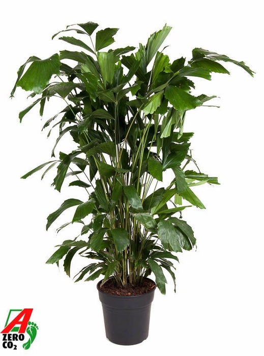 <h4>Caryota Mitis</h4>