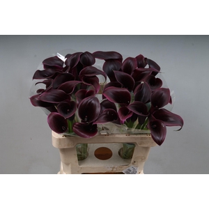 CALLA CANTOR ZANT CANTOR