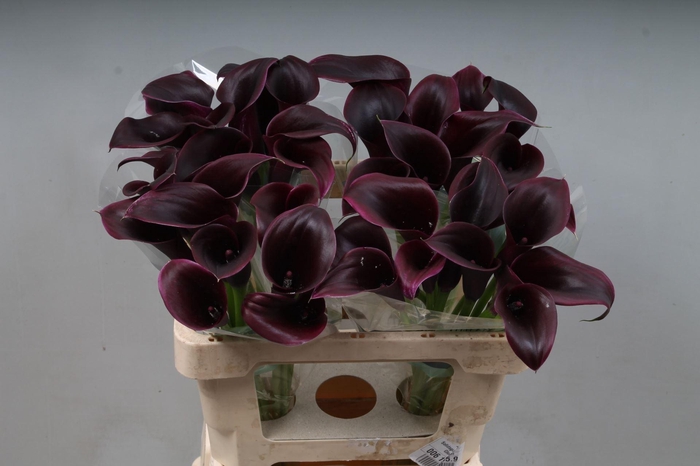 <h4>CALLA CANTOR ZANT CANTOR</h4>