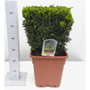 Buxus sempervirens 35cm kubus