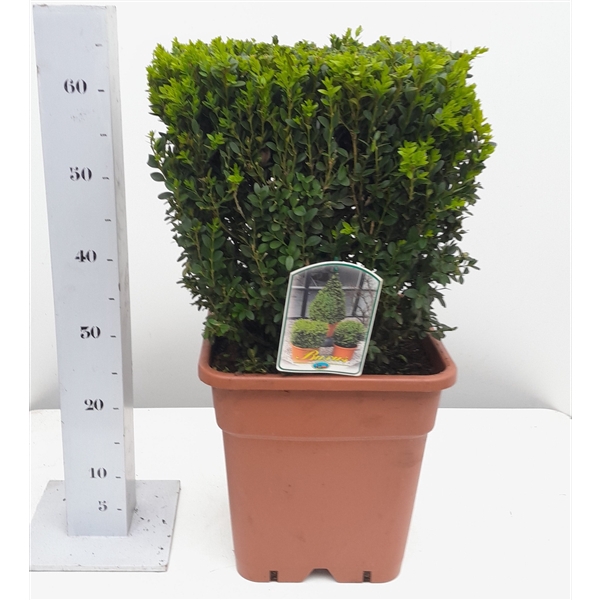 <h4>Buxus sempervirens 35cm kubus</h4>