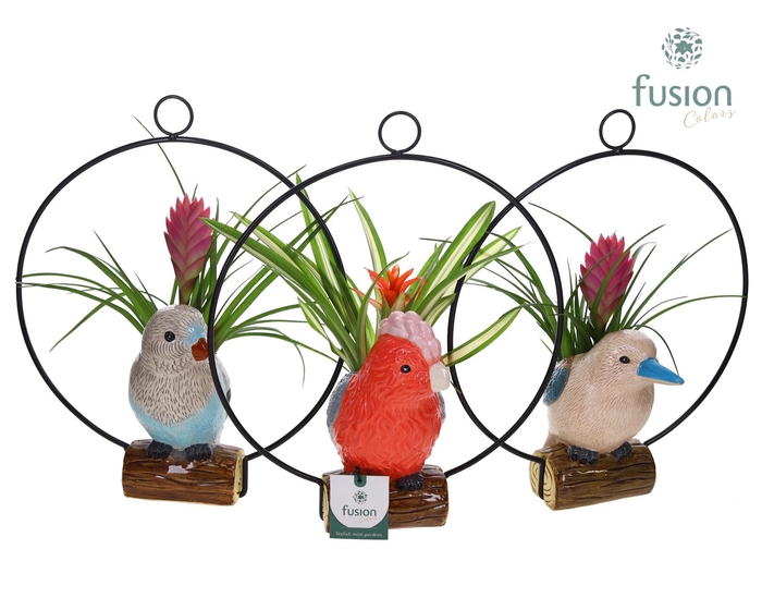 <h4>Keramiek vogel in de ring met Bromelia</h4>