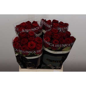 R Gr Red Naomi Unica 40