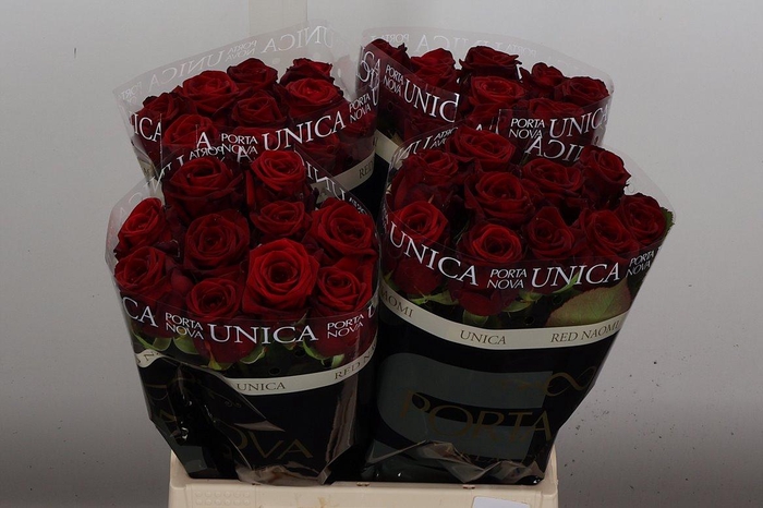 <h4>R Gr Red Naomi Unica 40</h4>