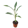 Musa