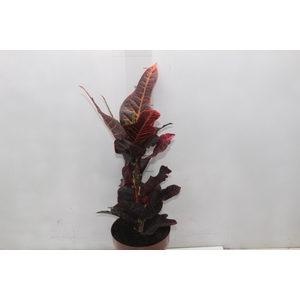CROTON HIBRIDO EXCELLENT P17