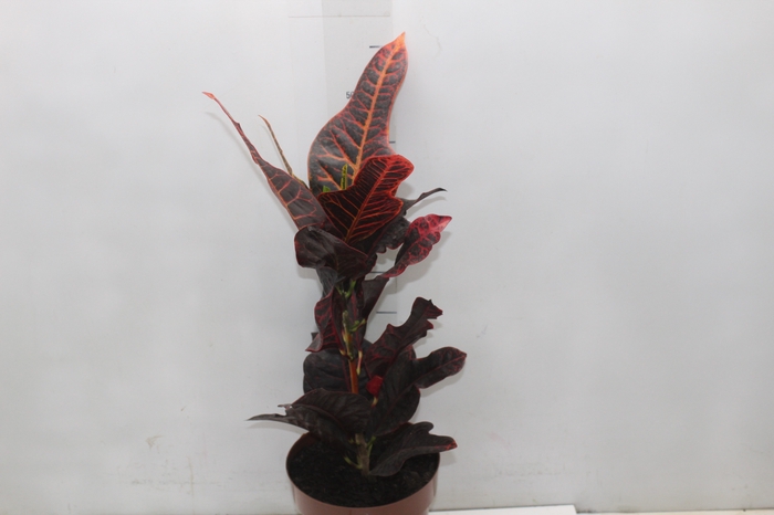 <h4>CROTON HIBRIDO EXCELLENT P17</h4>