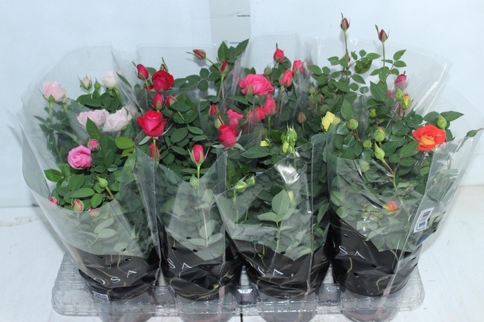 <h4>ROSEIRA MINI P13</h4>