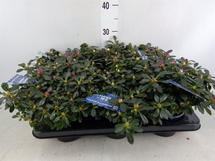 <h4>Rhododendron SI 'Hor Lady Violet'</h4>