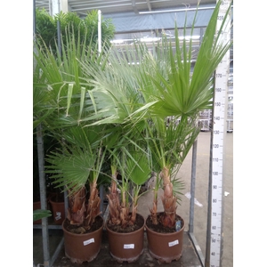 Washingtonia robusta